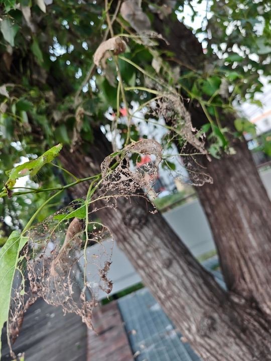 “小毛虫”与城市生态治理“大逻辑”