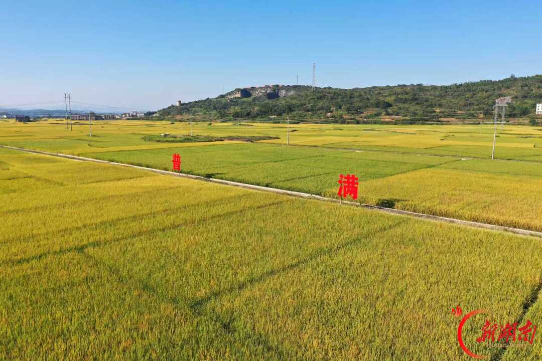 嘉禾县普满乡13000余亩晚稻收割过半