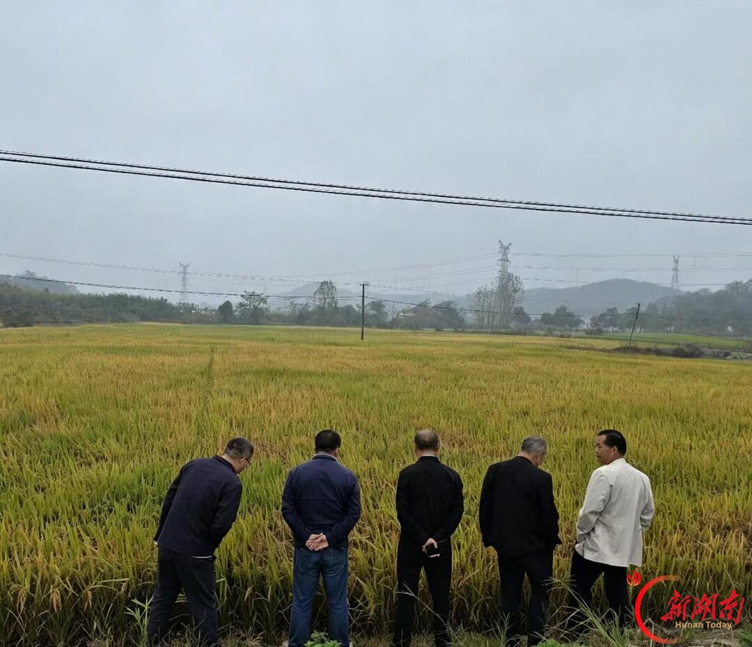 无人机空中“巡田定损” 中华财险科技助力水稻险情核查