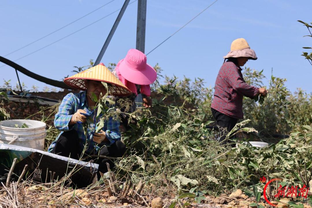 油茶树下生金叶——浏阳市普迹镇书院新村林改兴村纪实