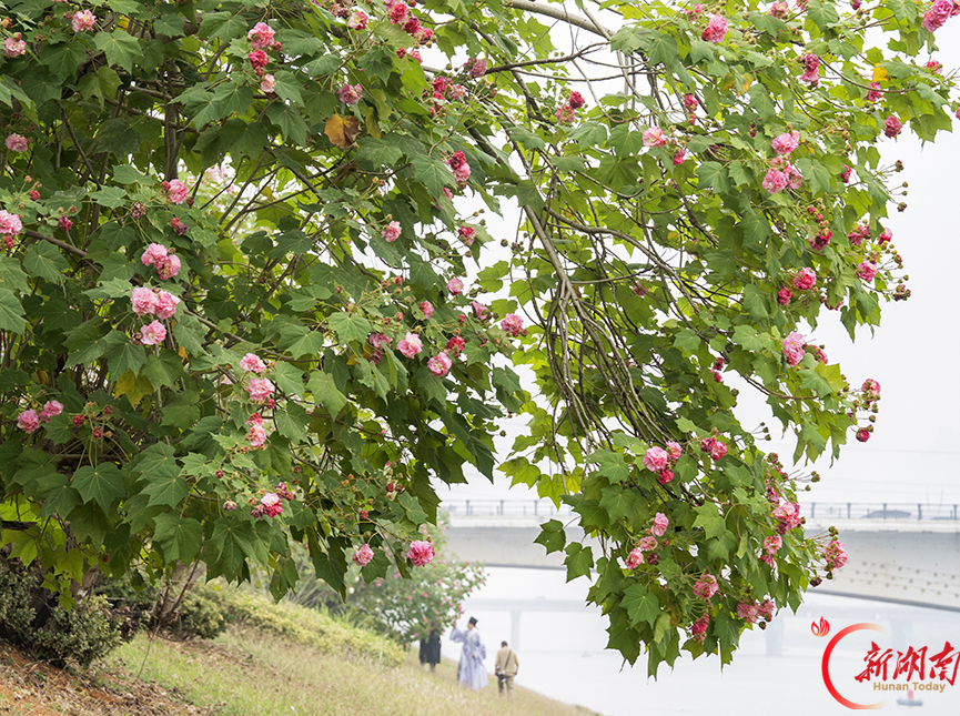 木芙蓉迎来盛花期 市民打卡“芙蓉国里”秋日浪漫