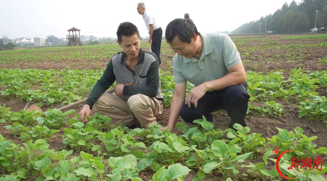 耒阳市新市镇方田驿村：精细管护壮油菜 千亩花海蓄力迎春旅