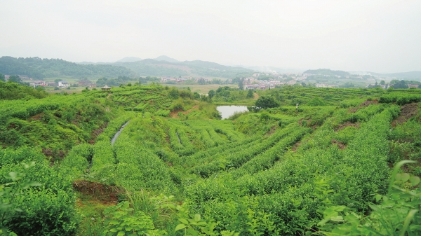 湘聚茶乡蓄动能 招商引资促振兴