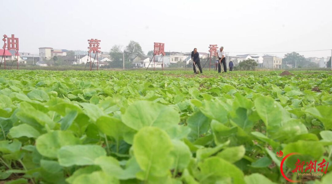 耒阳市新市镇方田驿村：精细管护壮油菜 千亩花海蓄力迎春旅
