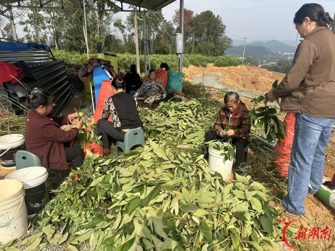 油茶树下生金叶——浏阳市普迹镇书院新村林改兴村纪实