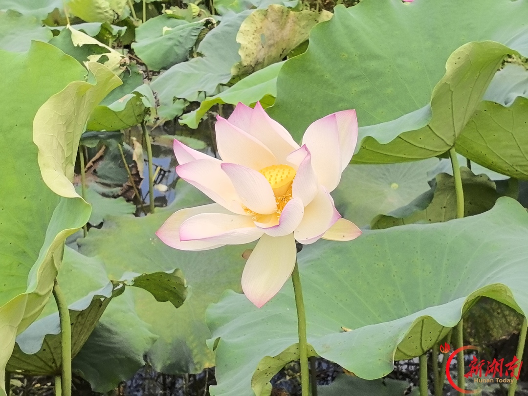 唤醒春天
