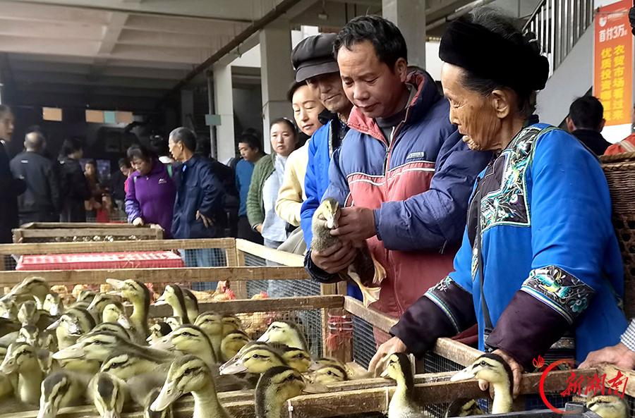 禽苗走俏市场 “庭院经济”升温