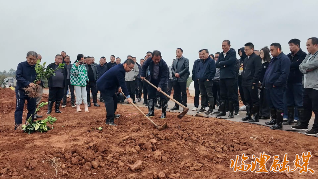 临澧:技术送到家门口 科学种植香水柚
