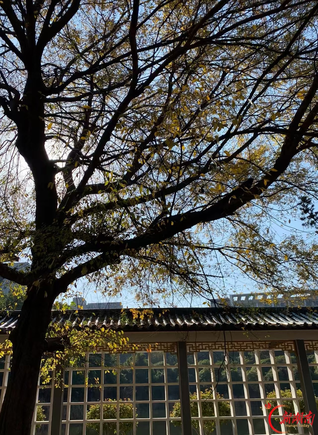 湖科大秋景:日光穿过疏叶,照亮一格格窗棂