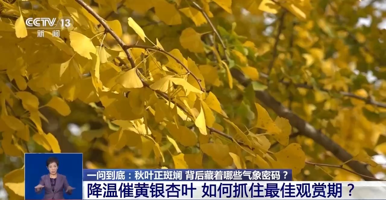 同样是秋天 南北红叶🍁🍁🍁进度为何不一样?