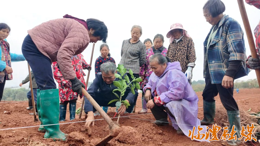 临澧:技术送到家门口 科学种植香水柚