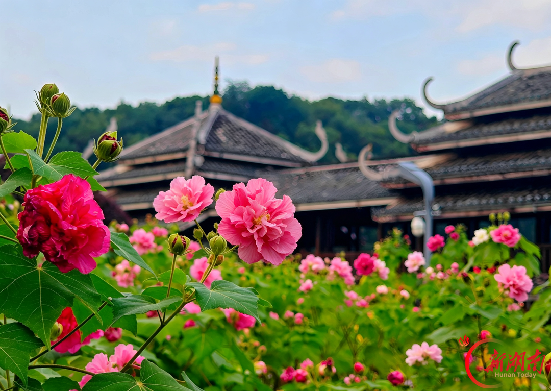 秋风万里芙蓉国,满城繁花映星城——长沙木芙蓉进入盛花期
