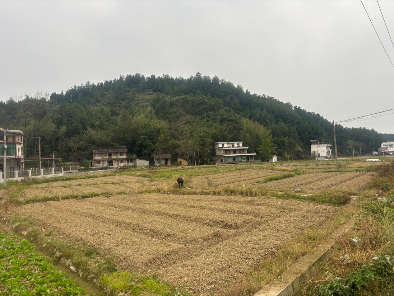 抢抓秋冬农时 打造示范样板——洞口县石柱镇油菜示范片以点带面促冬种