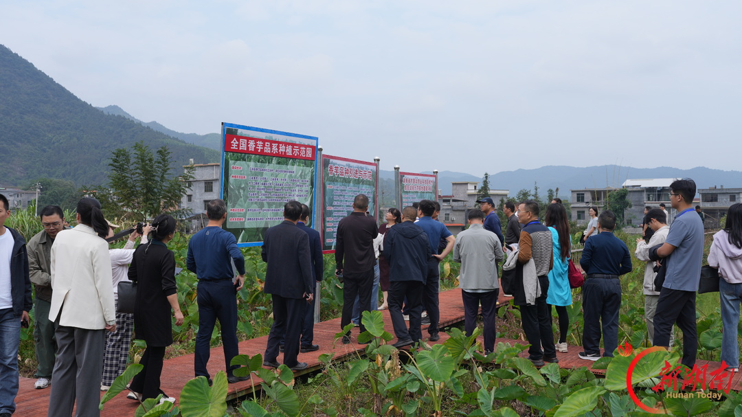 全国香芋产业发展交流会在江永举办 