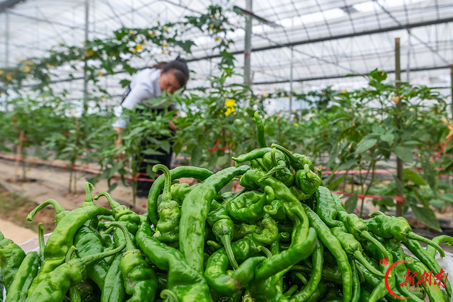 育秧大棚长出“致富菜”