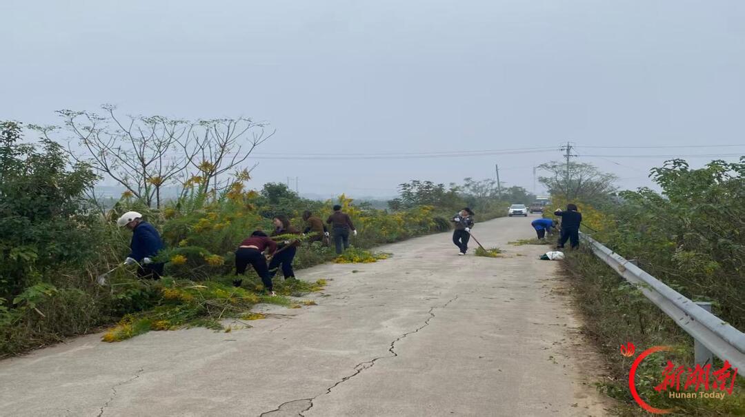 长沙市望城区茶亭镇静慎村:齐心清剿一枝黄花 共护乡村生态安全