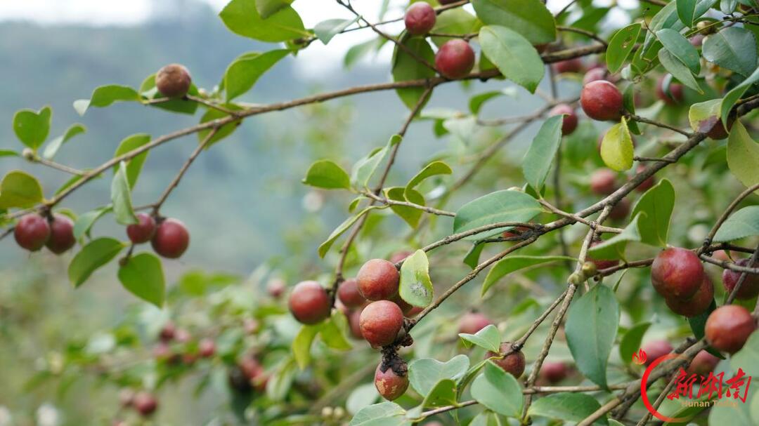 央视《好茶油 看中国》栏目走进保靖 探访油茶产业发展