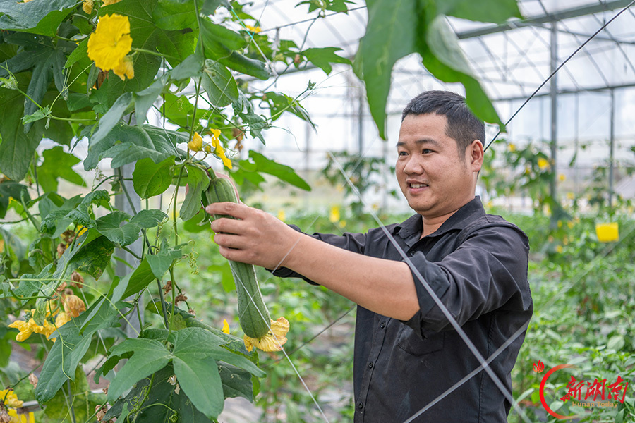 育秧大棚长出“致富菜”