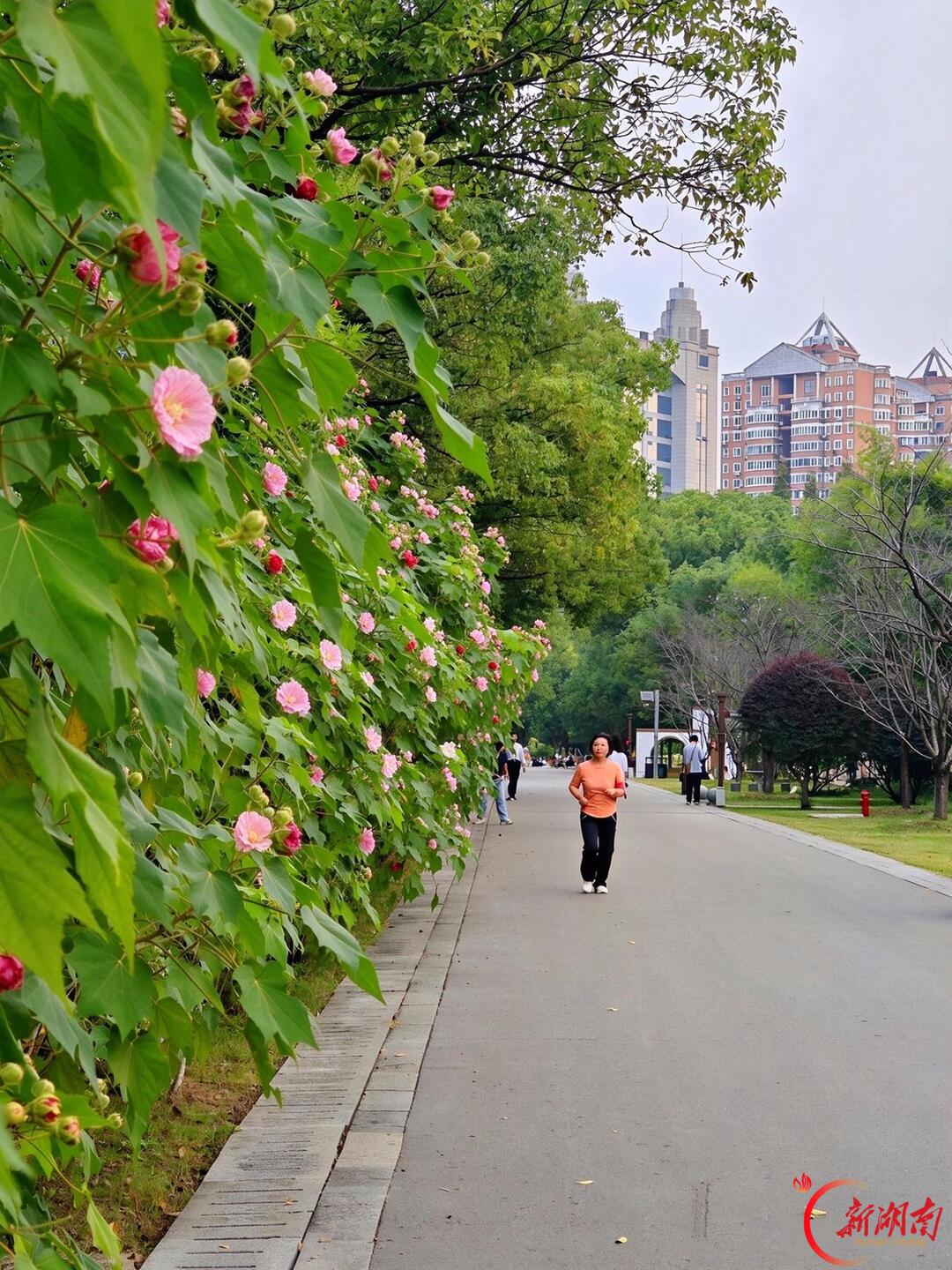 秋风万里芙蓉国，满城繁花映星城——长沙木芙蓉进入盛花期