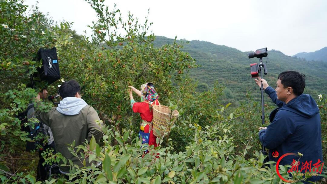 央视《好茶油 看中国》栏目走进保靖 探访油茶产业发展