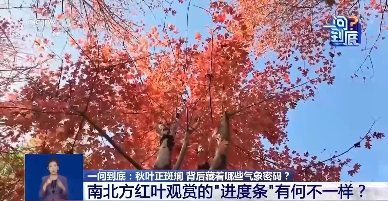 同样是秋天 南北红叶🍁🍁🍁进度为何不一样?