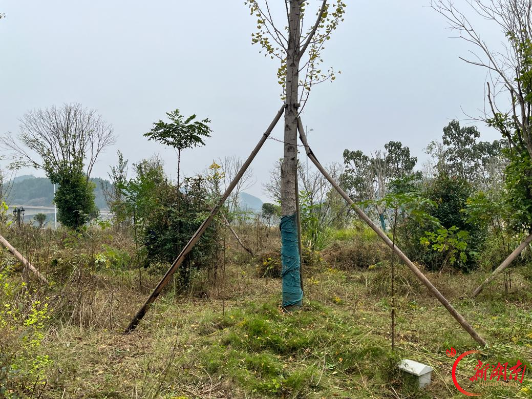新化县白溪镇干群携手筑牢生态屏障