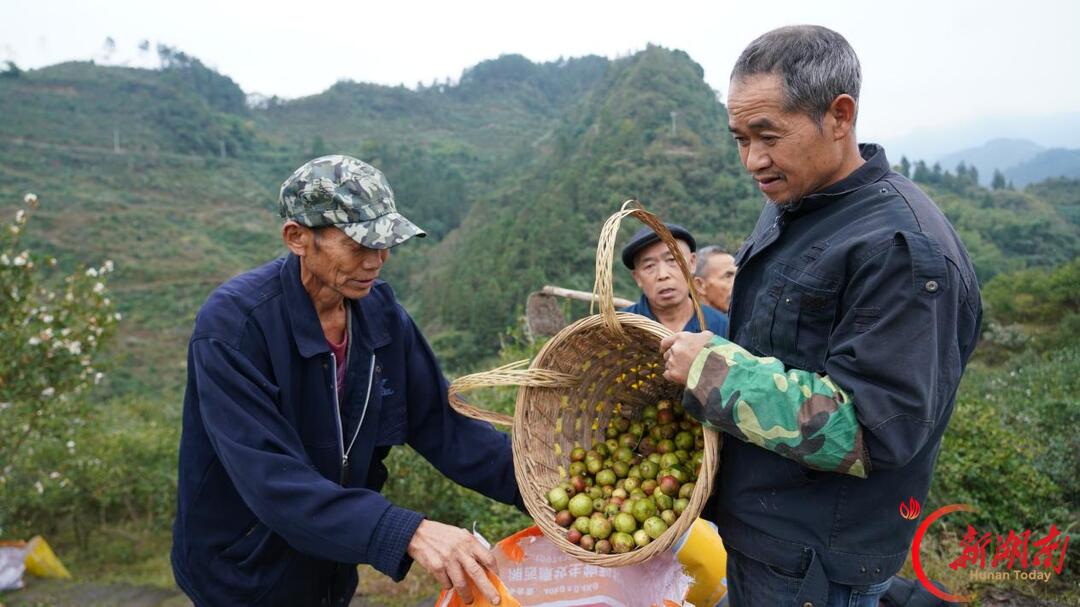 央视《好茶油 看中国》栏目走进保靖 探访油茶产业发展