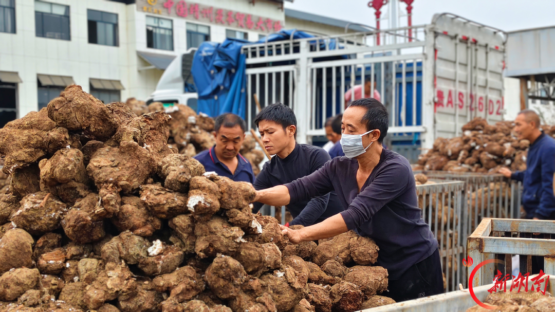 小小茯苓串起百亿产业链，看一颗"土疙瘩"如何撑起县域大产业