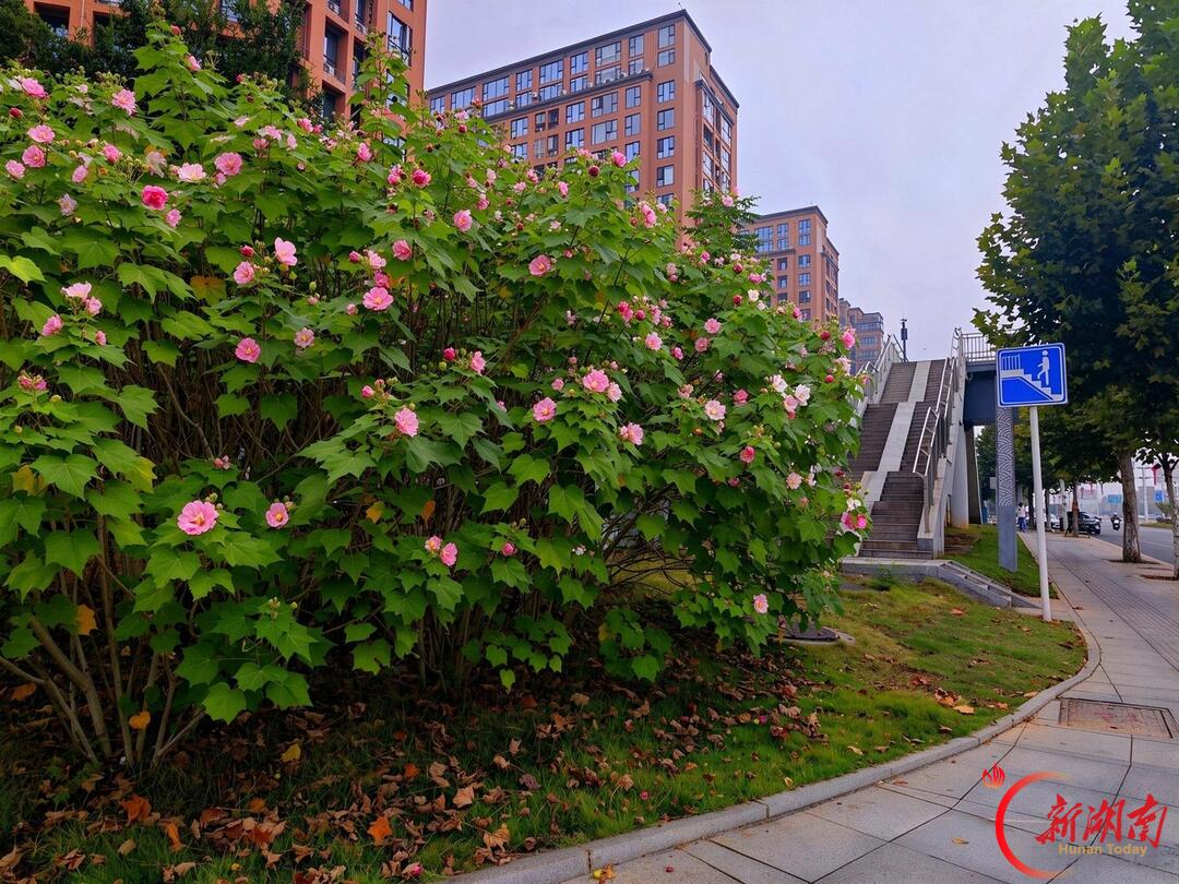 秋风万里芙蓉国，满城繁花映星城——长沙木芙蓉进入盛花期