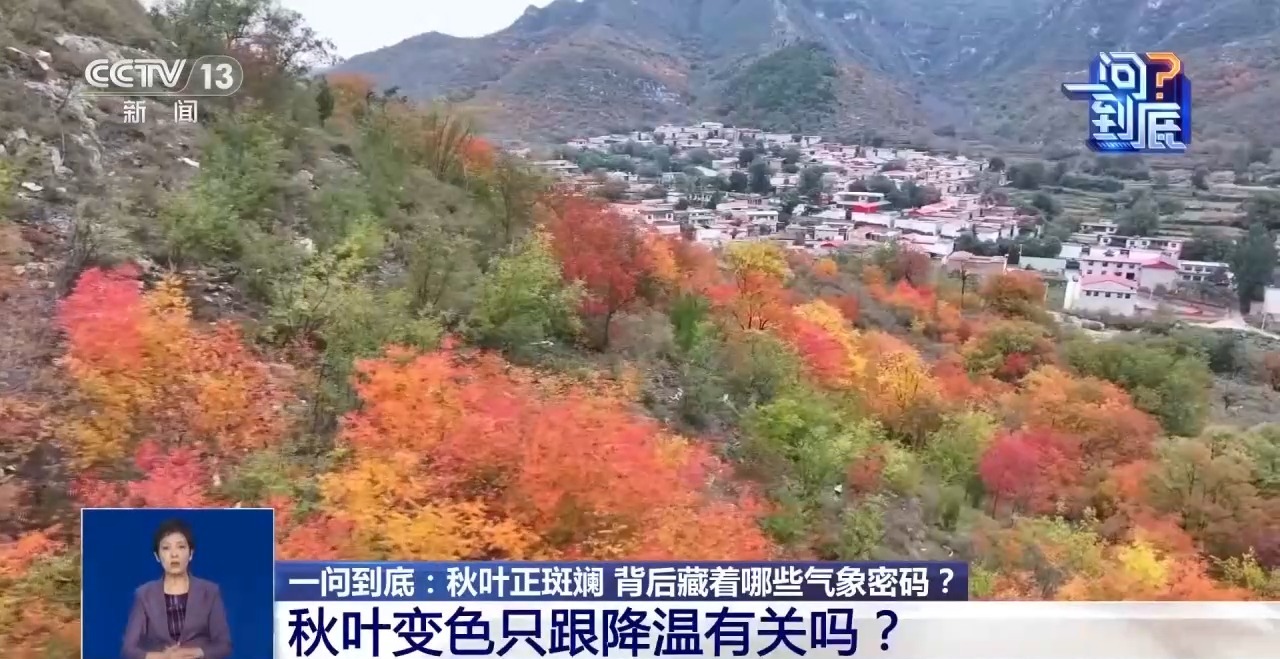 同样是秋天 南北红叶🍁🍁🍁进度为何不一样?