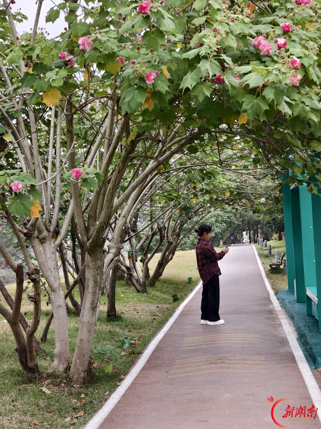 秋风万里芙蓉国，满城繁花映星城——长沙木芙蓉进入盛花期