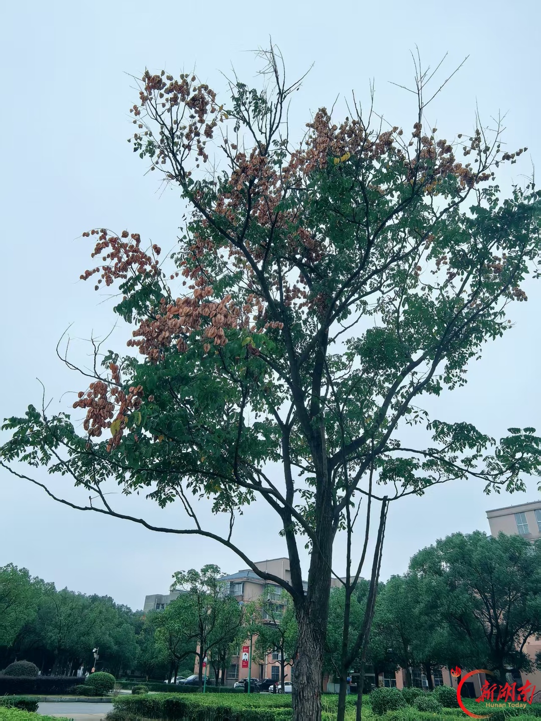 湖科大秋景:日光穿过疏叶,照亮一格格窗棂