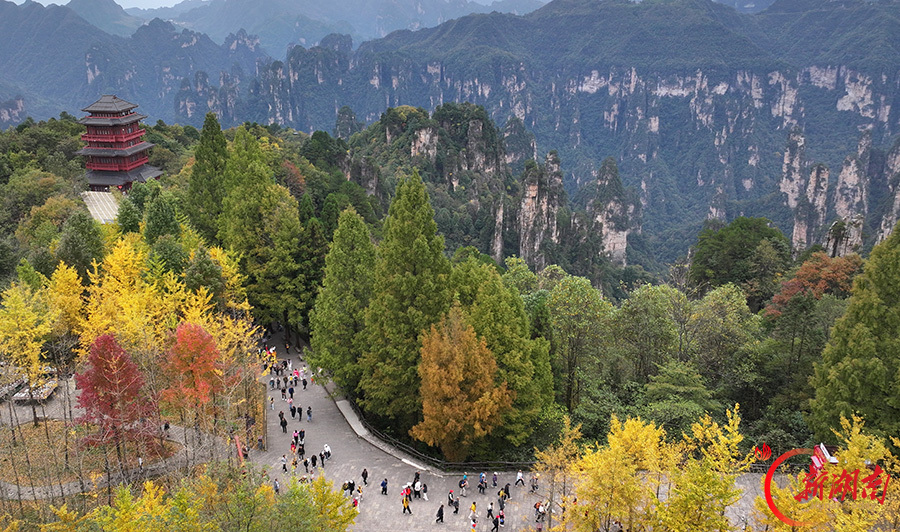 秋染天子山 峰林入画来