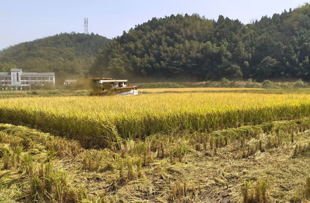 从“会种地”到“慧种地”,北湖晚稻开镰有“智”更有量
