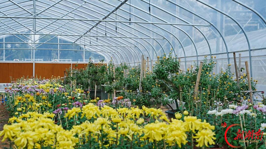 菊映秋光！岳麓山第22届菊花展定档11月12日