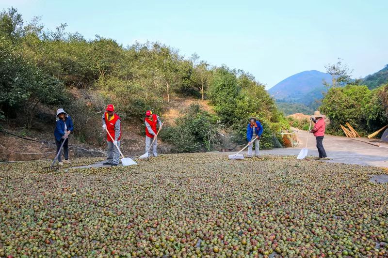 图片新闻丨新田:志愿助农采收油茶果