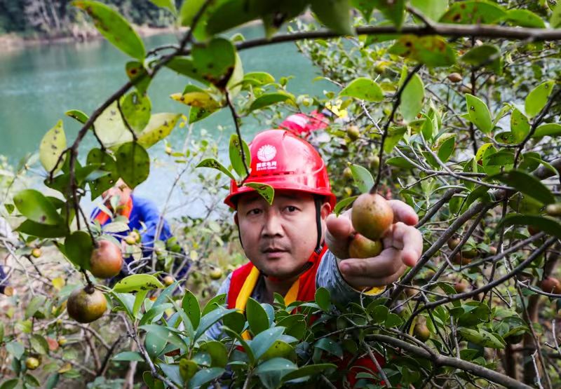 图片新闻丨新田:志愿助农采收油茶果