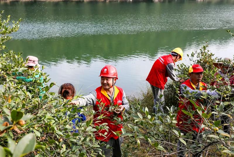 图片新闻丨新田:志愿助农采收油茶果