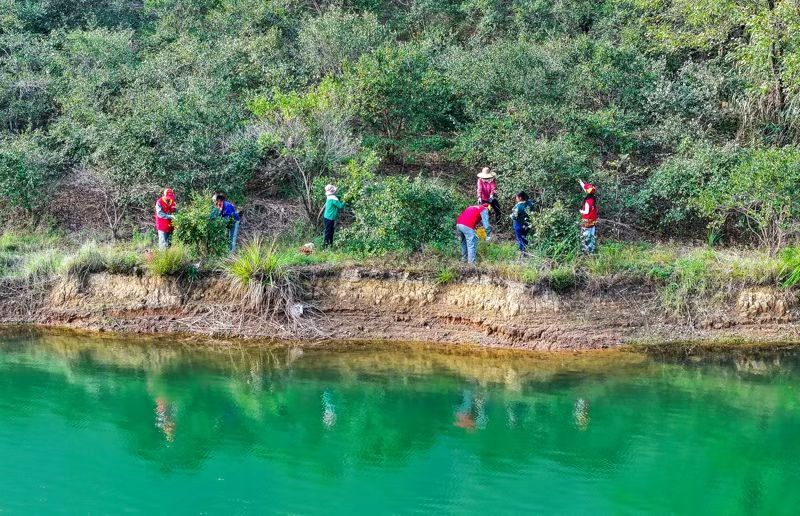 图片新闻丨新田:志愿助农采收油茶果