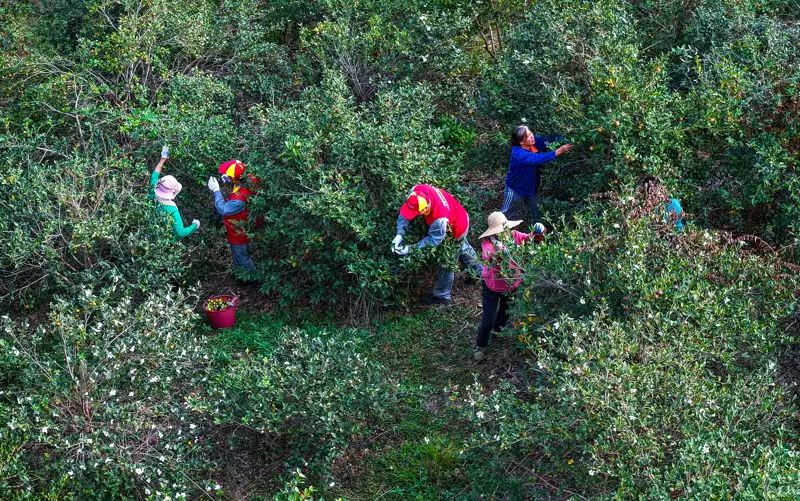 图片新闻丨新田:志愿助农采收油茶果