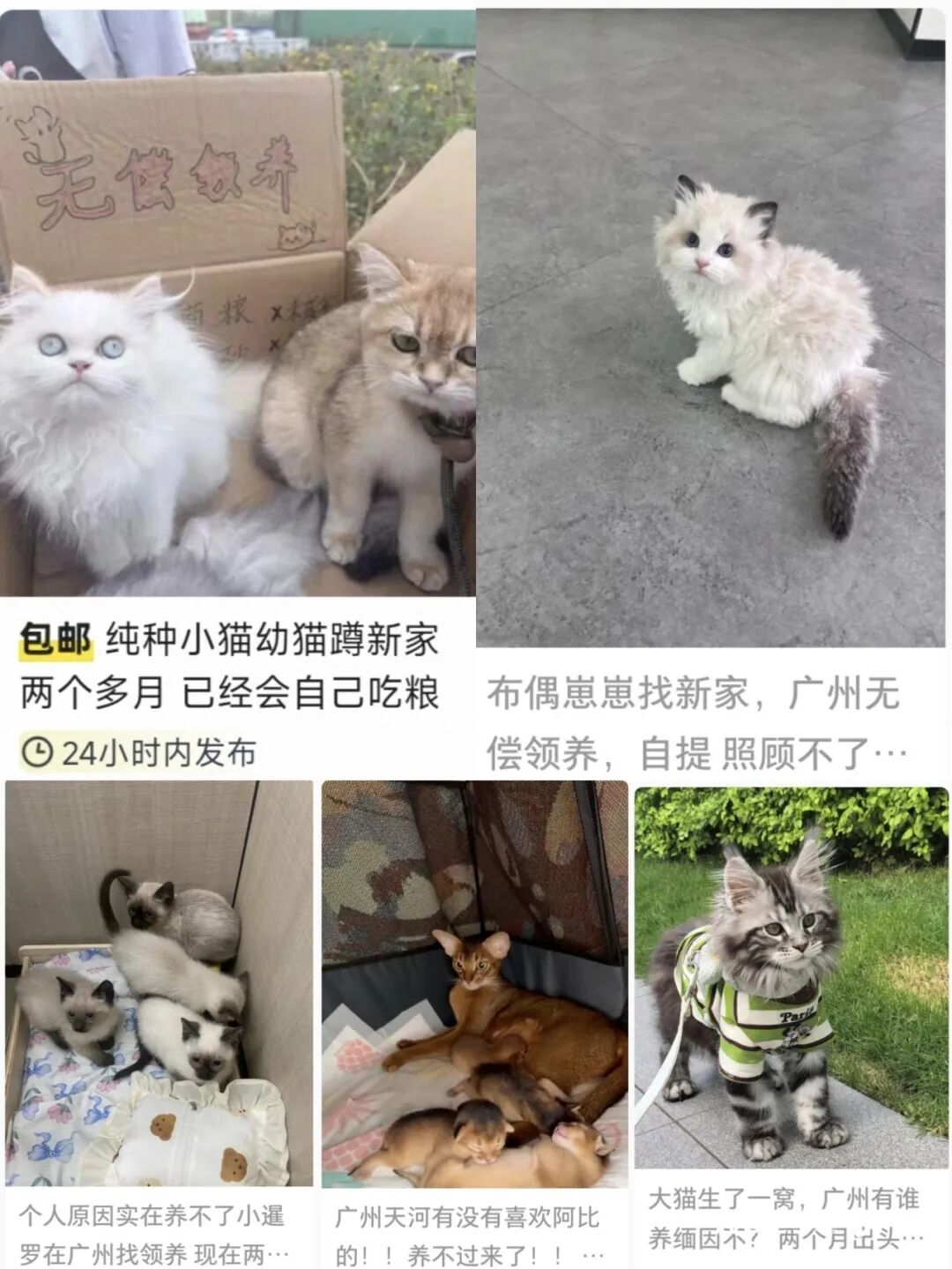 多家“领养馆”套路曝光:0元带猫狗回家,但要连续12或24个月每月向商家小程序充数百元,只能换猫粮猫砂等;很多人称被坑背上“宠物贷”