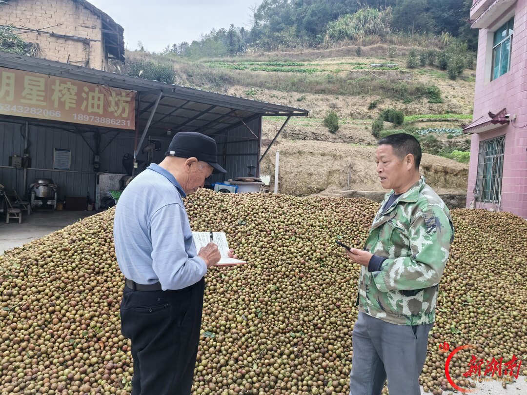 杏子铺镇:油茶飘香助振兴,产业兴旺富农家