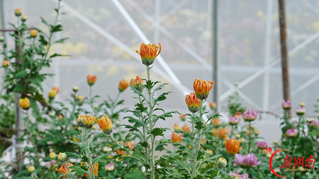 菊映秋光！岳麓山第22届菊花展定档11月12日