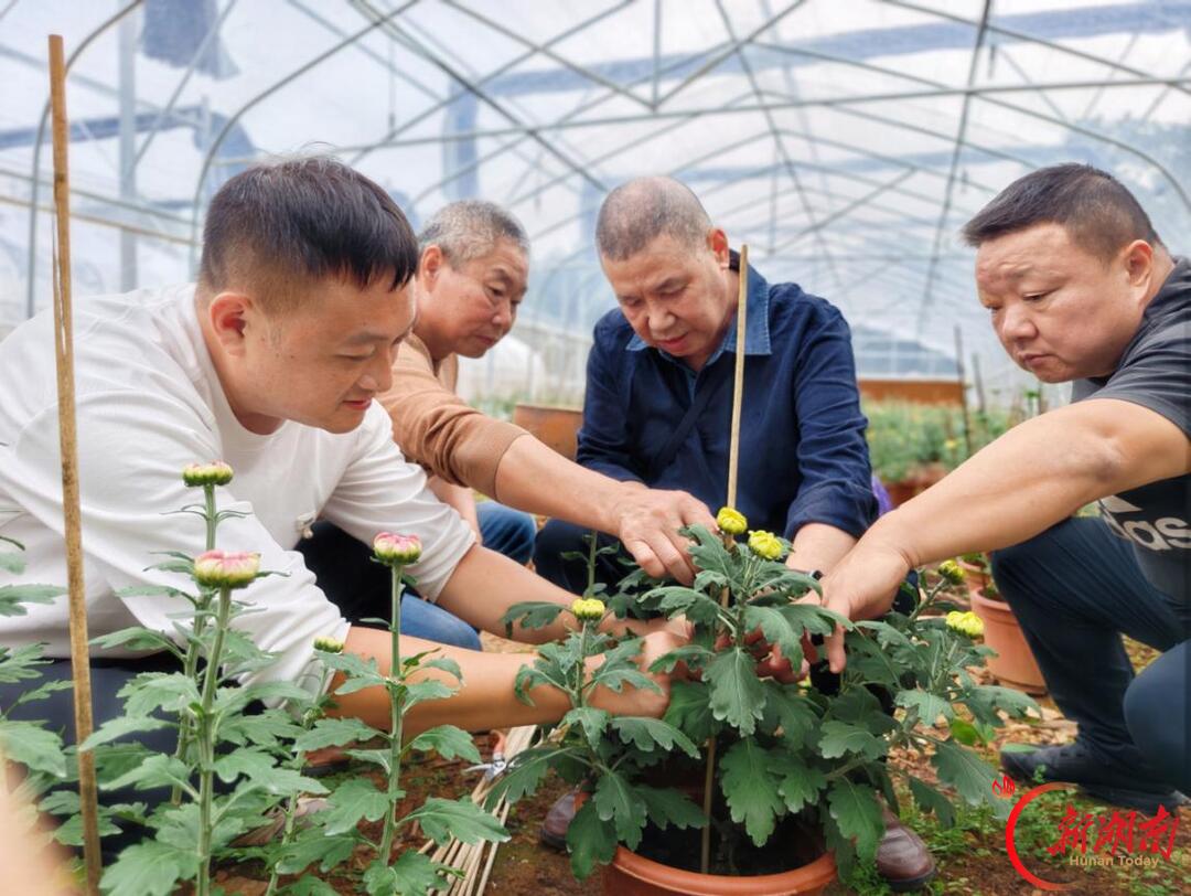菊映秋光!岳麓山第22届菊花展定档11月12日