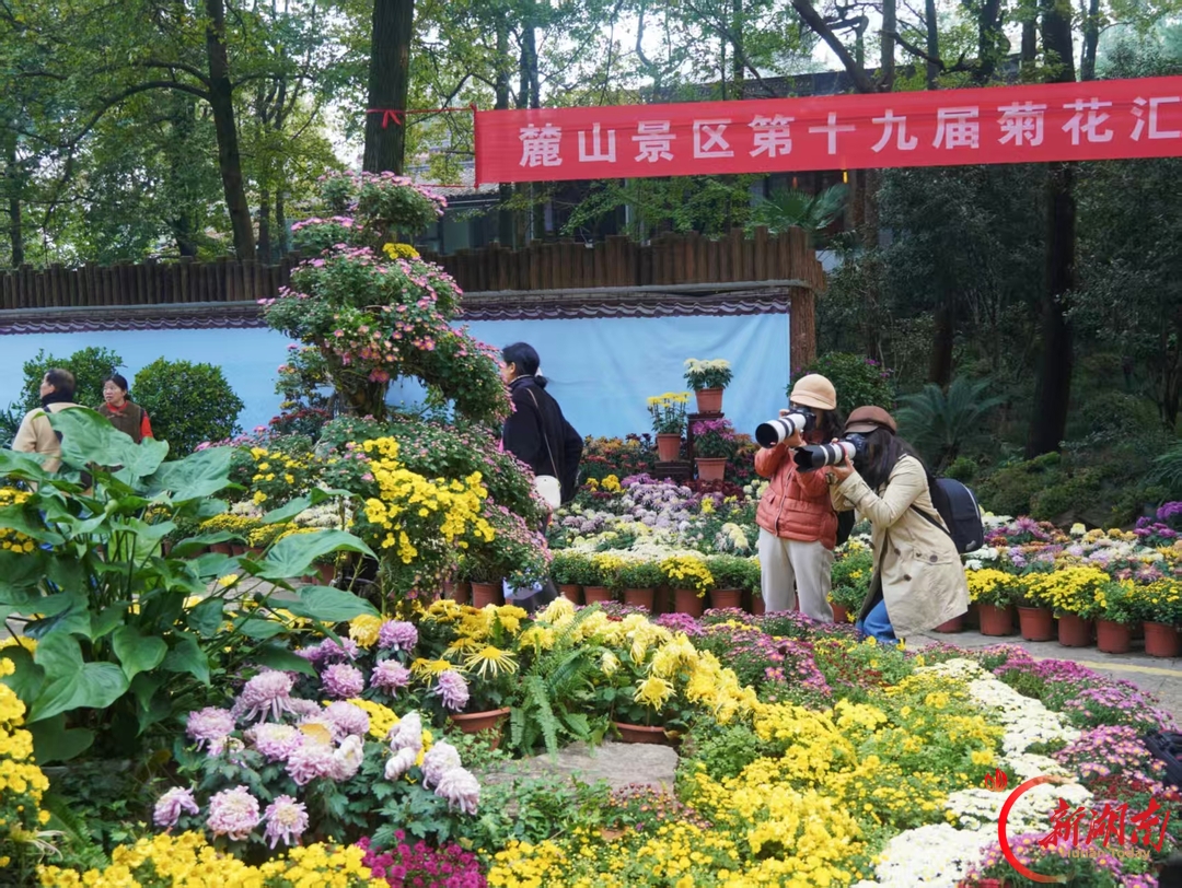菊映秋光！岳麓山第22届菊花展定档11月12日