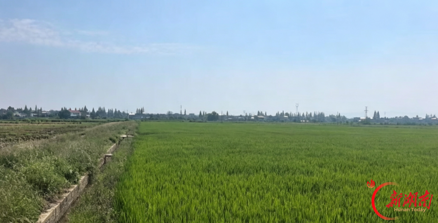  长沙县已完成2373亩占用耕地种植草皮专项整治任务，新增优质耕地1028亩