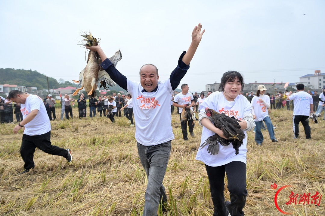 湘乡市龙洞镇：稻田竞技迎丰收