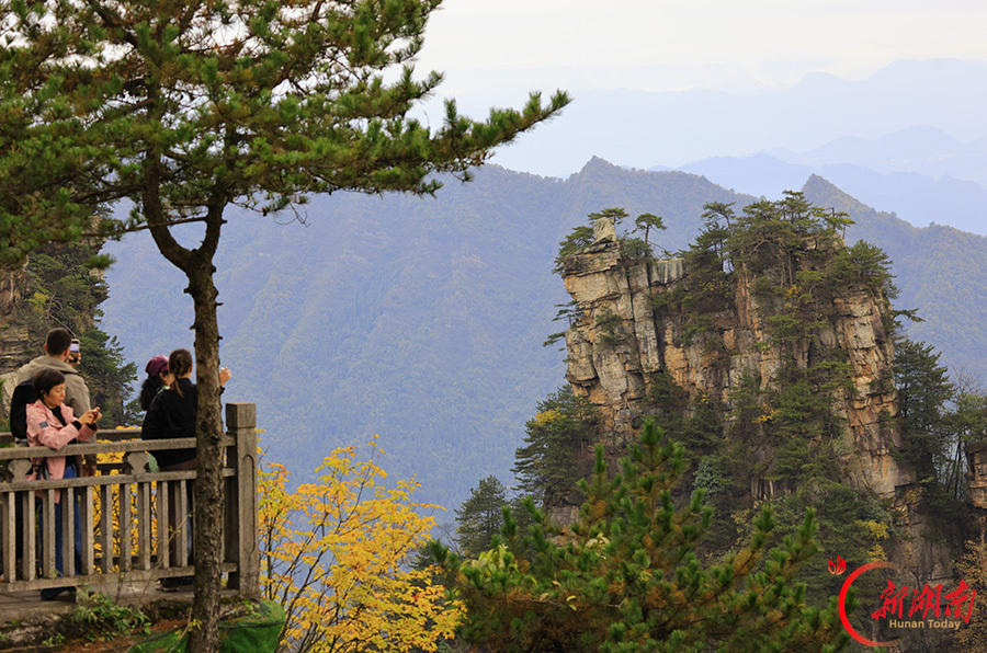 秋染天子山 峰林入画来
