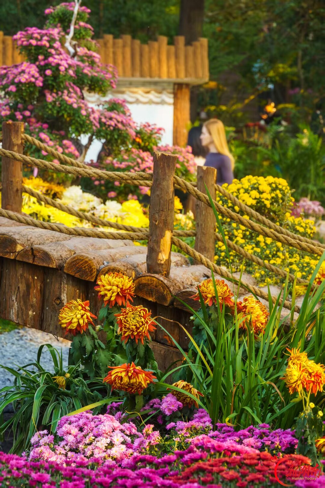 菊映秋光!岳麓山第22届菊花展定档11月12日