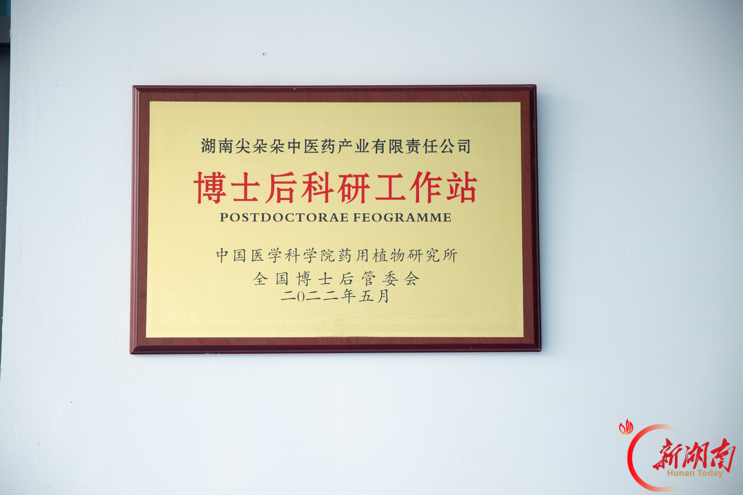 图集丨苗岭深处,藏红花开了